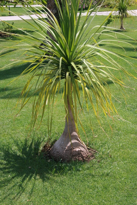 Vakantie Egypte 2010-211.jpg